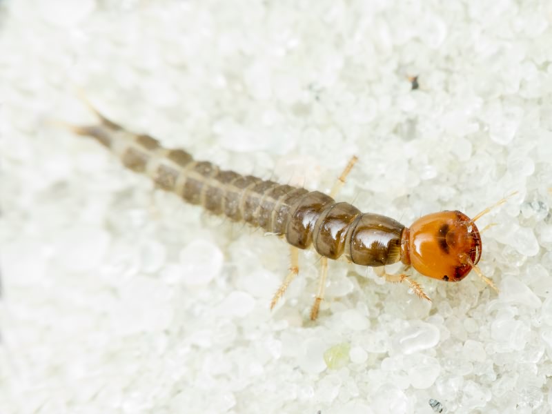 Dytiscidae Leach, 1815